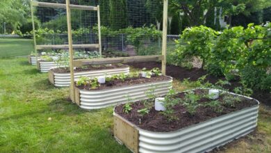 Photo of How To Develop A Raised Garden Bed: 10 Things You Might Not Know About Them