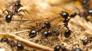 Photo of Knowing key details about black garden ants