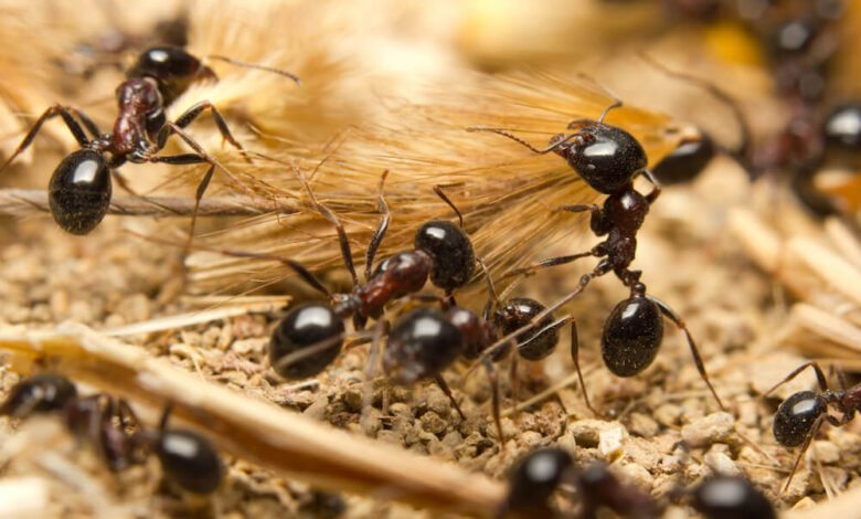Knowing key details about black garden ants