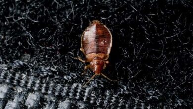 Photo of 7 Facts Worth Knowing About Bed Bugs