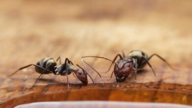 Photo of Seeing Ants in Your Home During Winter Could Mean Serious Problems!