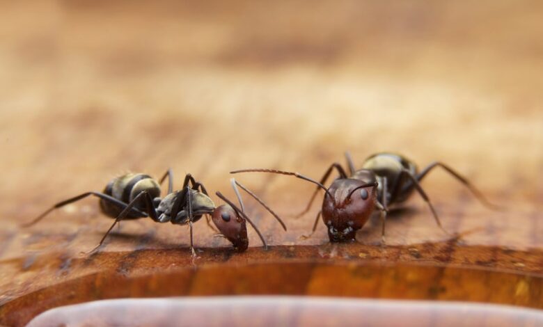 Seeing Ants in Your Home During Winter Could Mean Serious Problems!