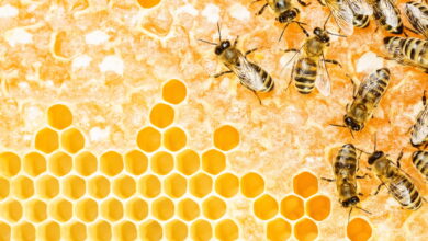 Photo of Is Honey Consumption Bad for Bees?